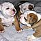 Reg-male-and-female-english-bulldog-puppies-for-free-adoption