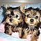 Asking-just-120-00-for-a-yorkie-puppy-male-and-female