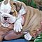 Precious-akc-english-bulldog-puppies-for-adoption