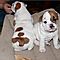 Pure-bred-english-bulldog-puppies-for-adoption