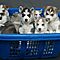 Cut-male-and-female-siberian-husky-puppies-for-adoption